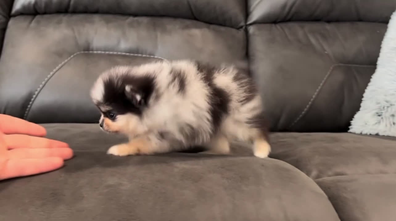 Pomeranian dogs for sale: Peanut - Video 1