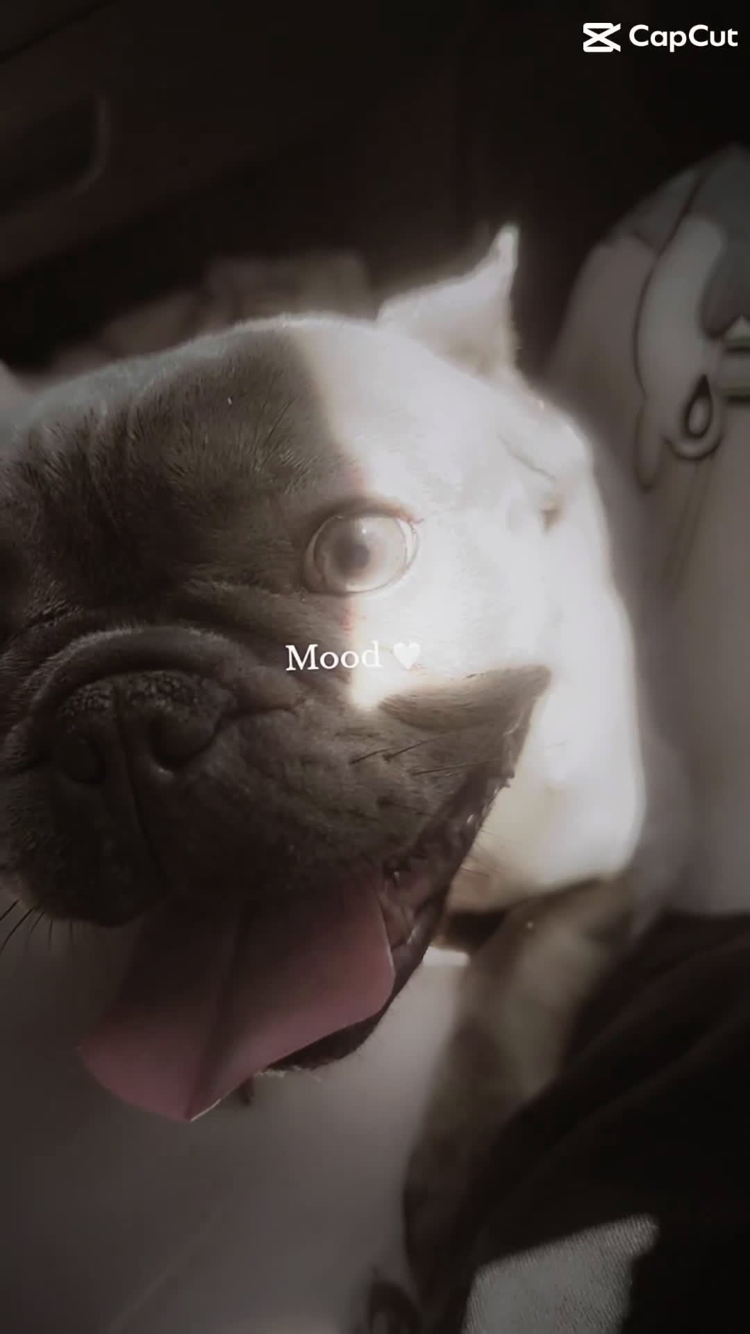 French Bulldog dogs for sale: French Bulldog Puppy 1 - Video 1