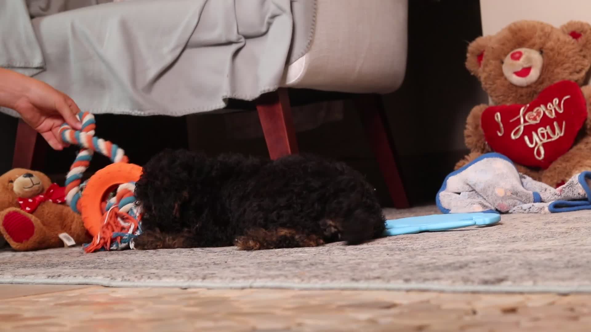 Mixed Breed dogs for sale: Ranger - Video 1