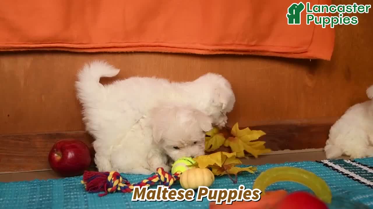 Maltese dogs for sale: Oscar - Video 1
