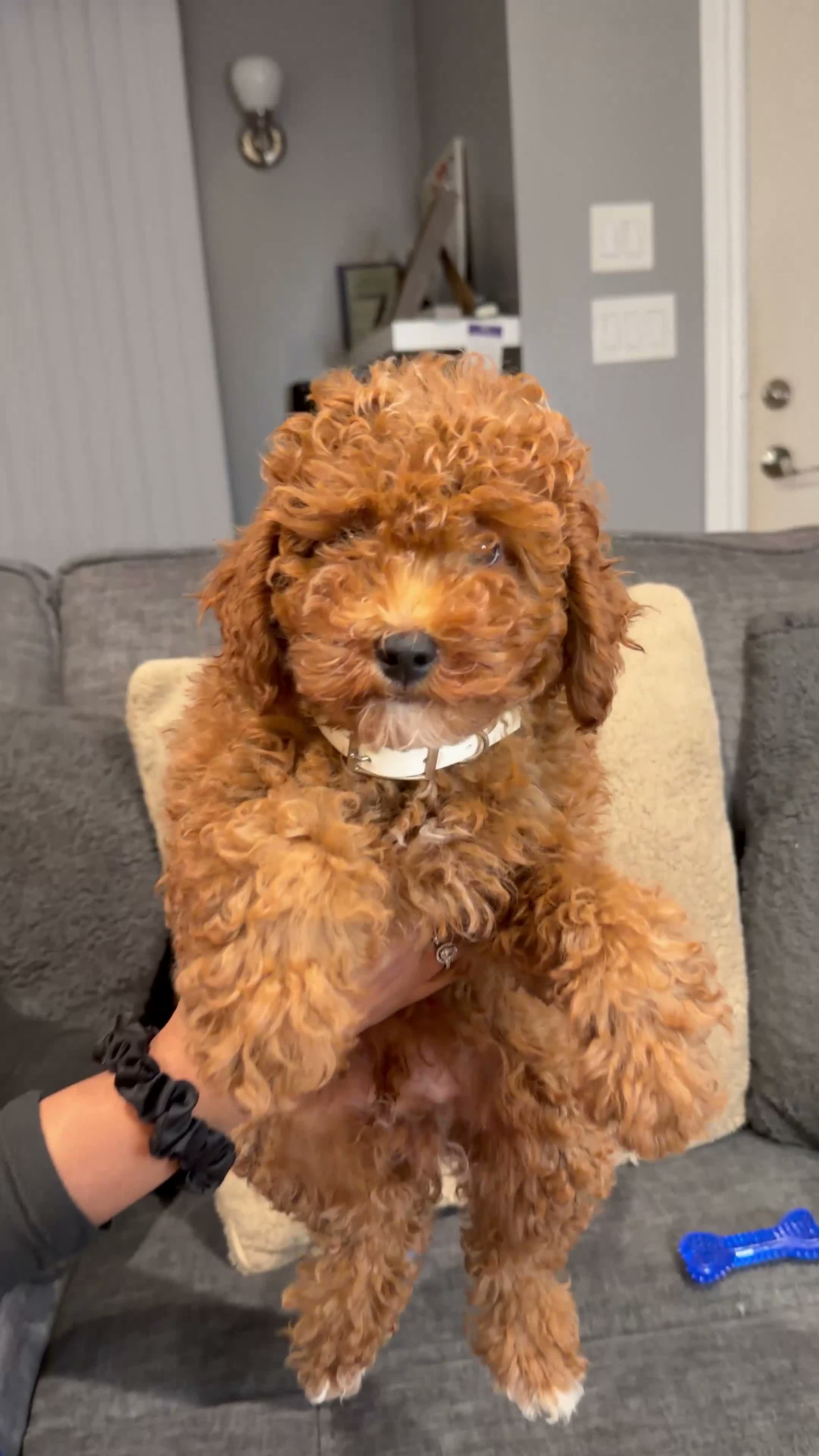 Mini Goldendoodle dogs for sale: Freddy - Video 1