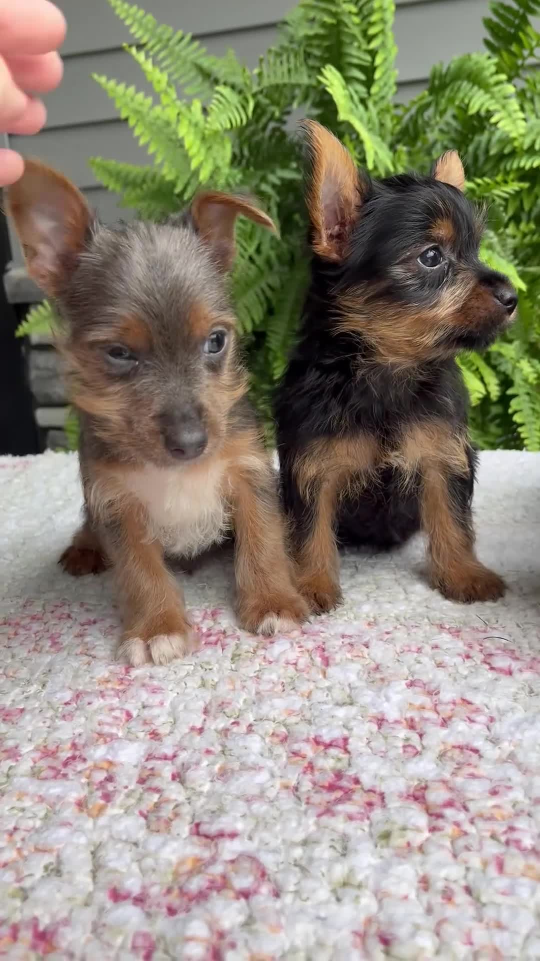 Yorkshire Terrier dogs for sale: Tinker - Video 2