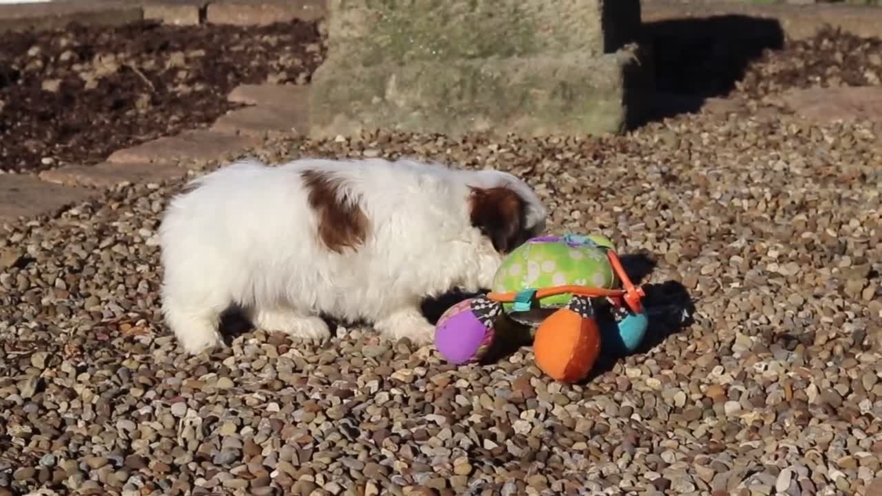 Shih Tzu dogs for sale: Micah - Video 2