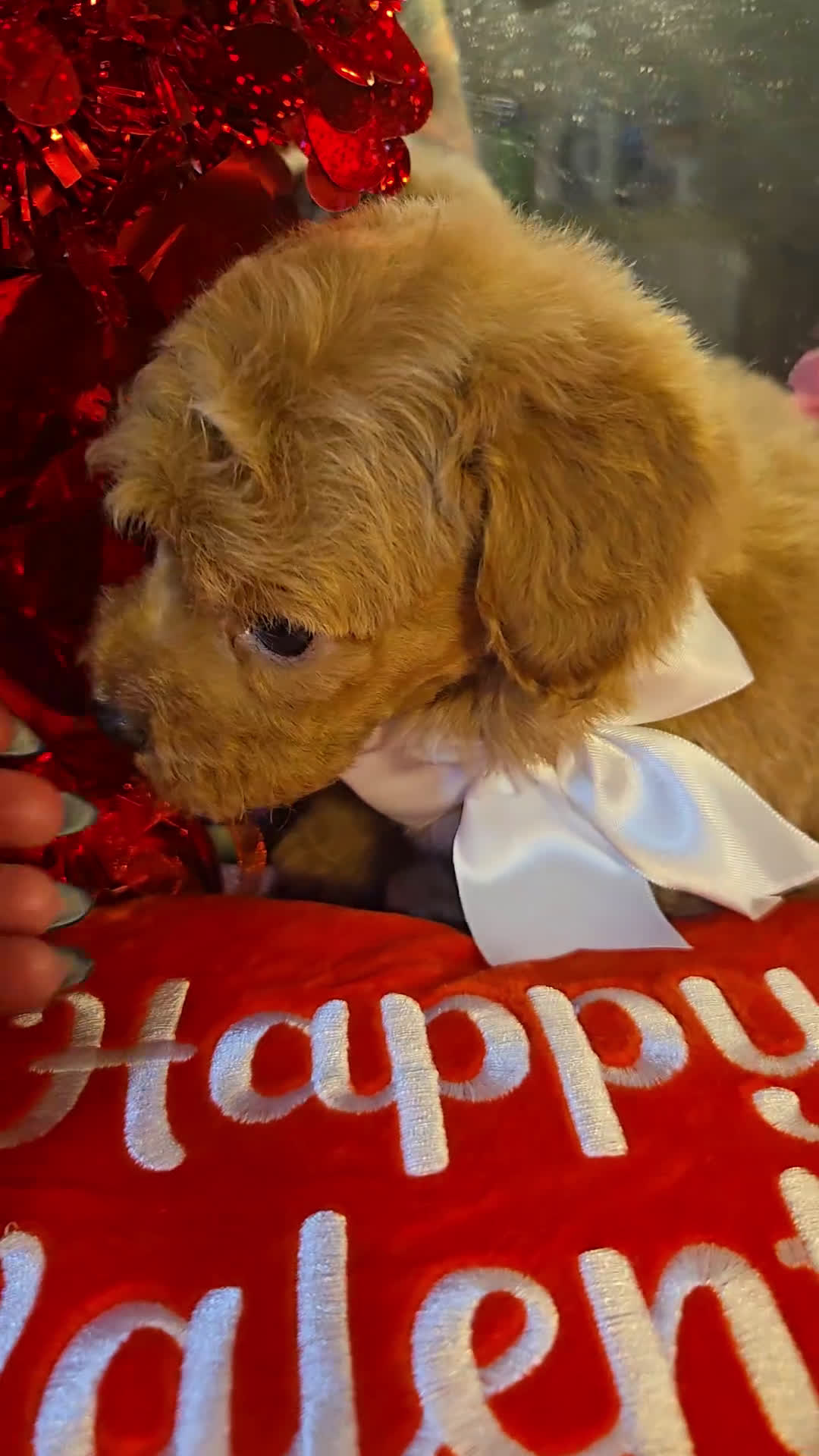 Miniature Poodle dogs for sale: Vixen - Video 2