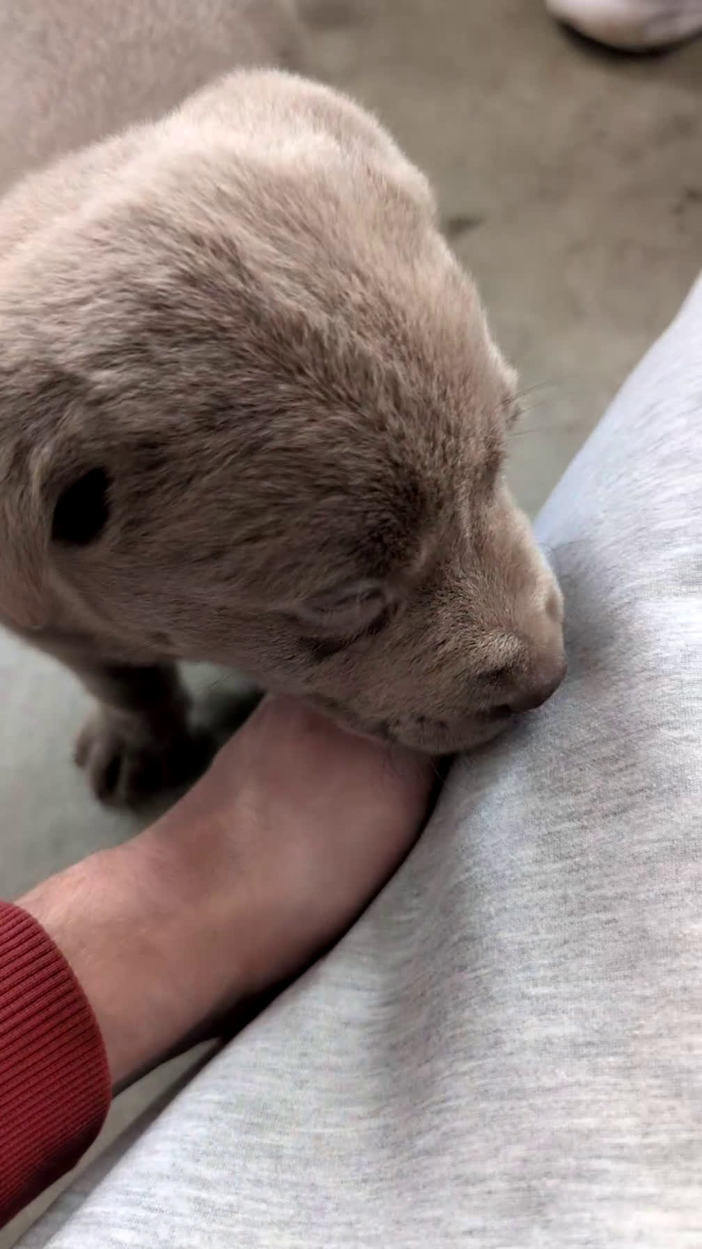 Labrador Retriever dogs for sale: Kooper - Video 1