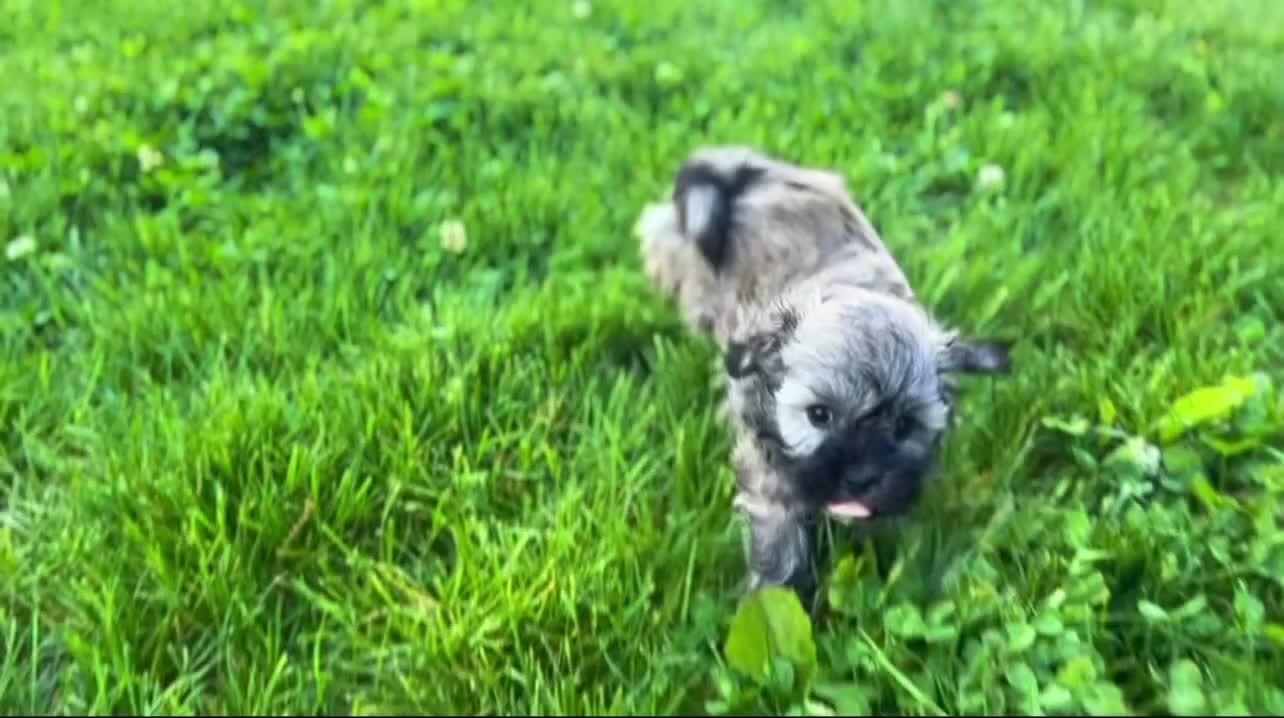Havanese dogs for sale: Nick - Video 1