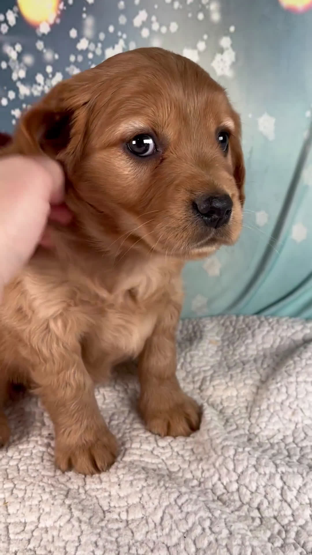 Mixed Breed dogs for sale: Jewel - Video 1