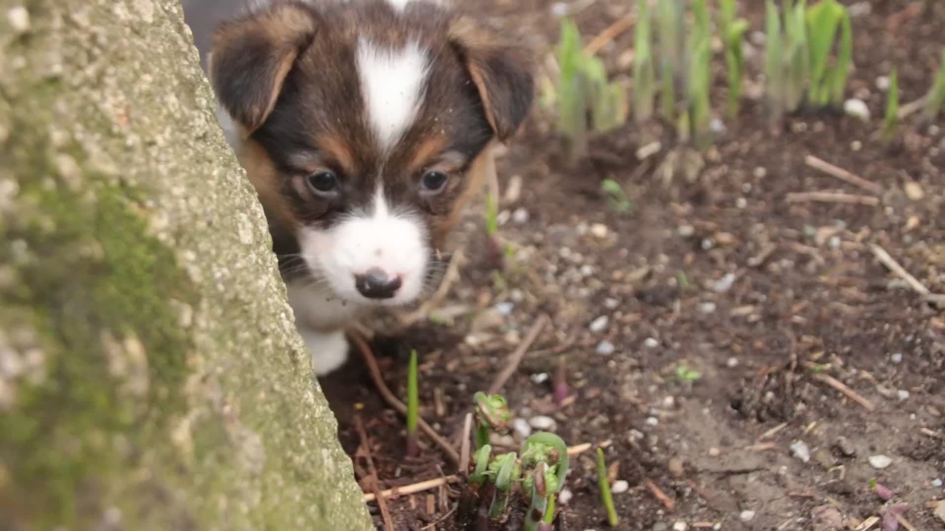Welsh Corgi Pembroke dogs for sale: Gabriella - Video 1