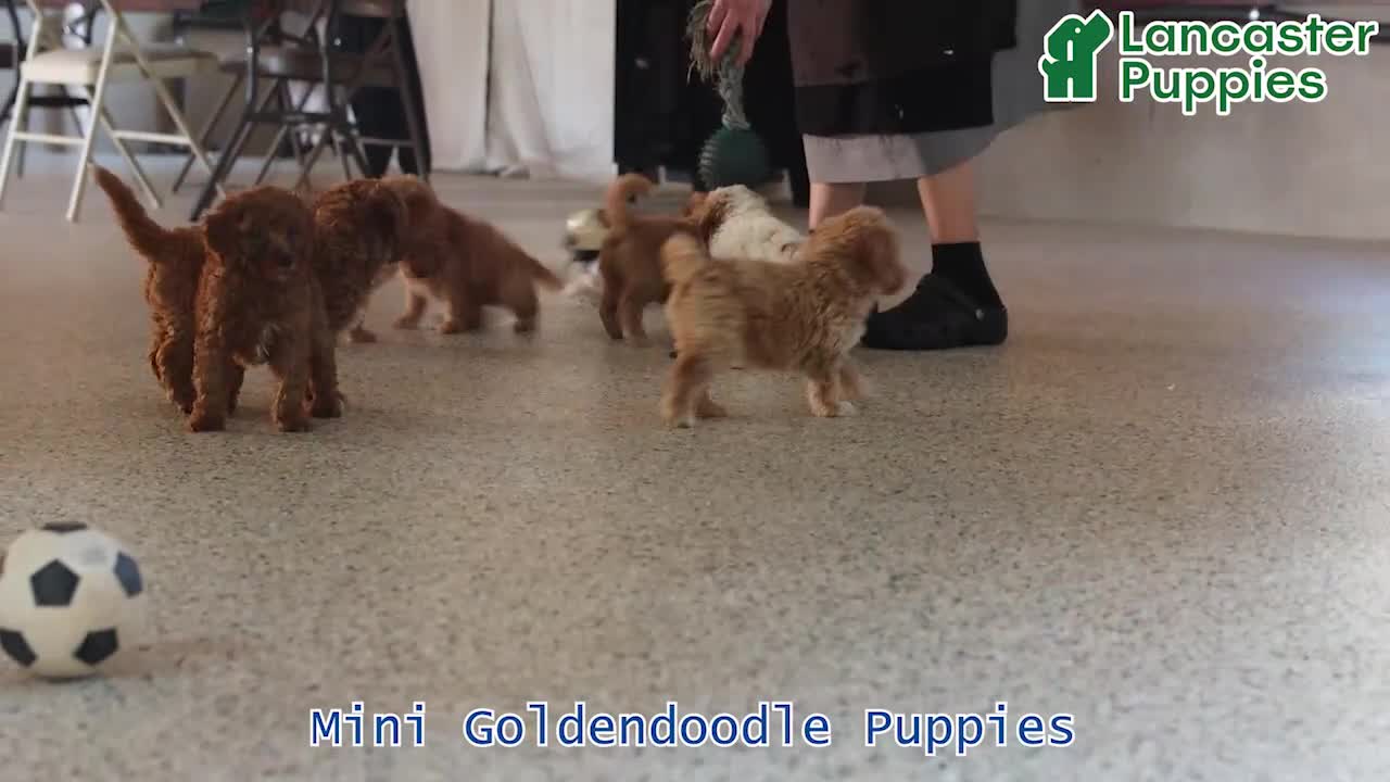 Mini Goldendoodle dogs for sale: Melody - Video 1