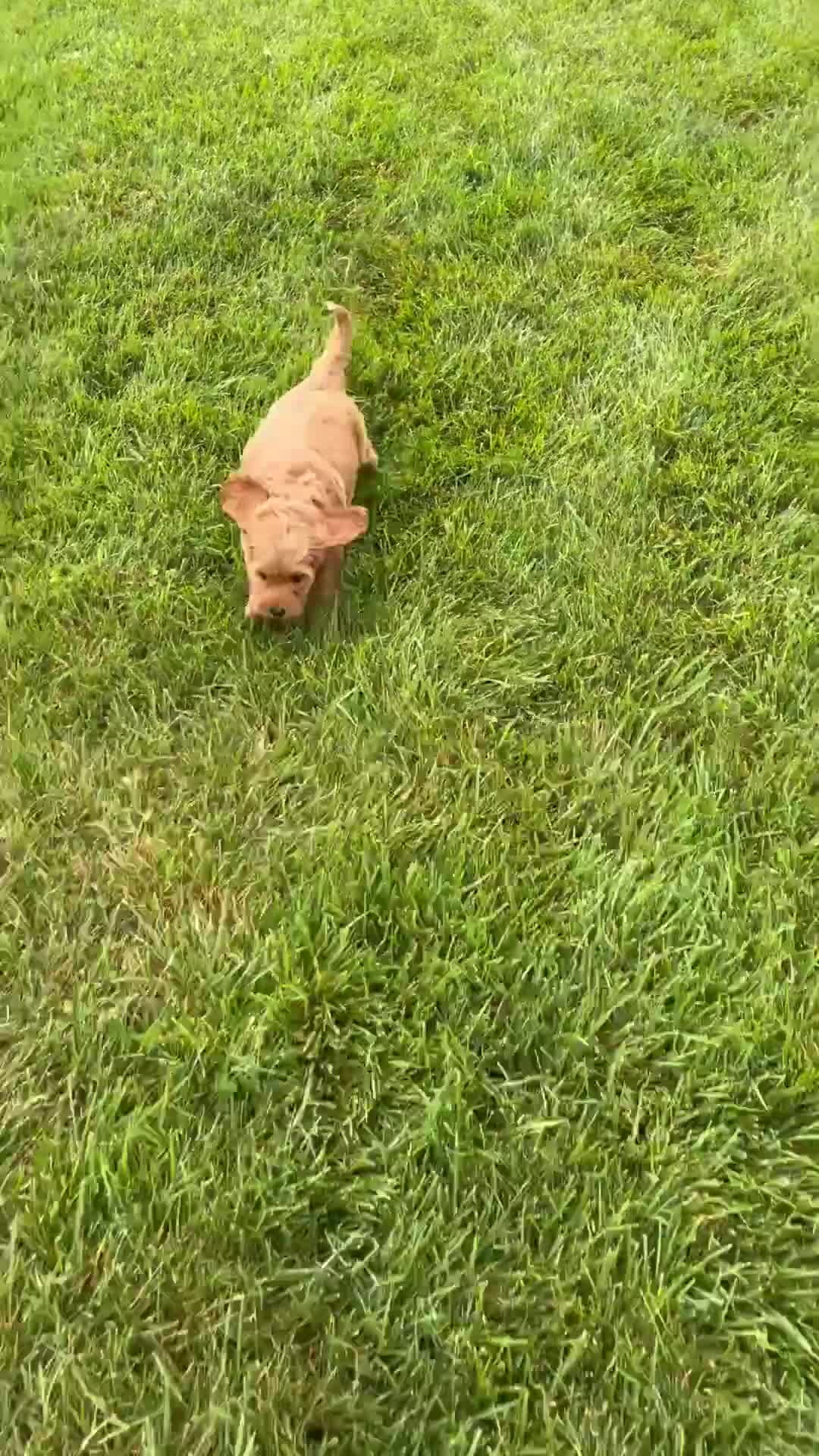 Miniature Labradoodle dogs for sale: Madison - Video 2