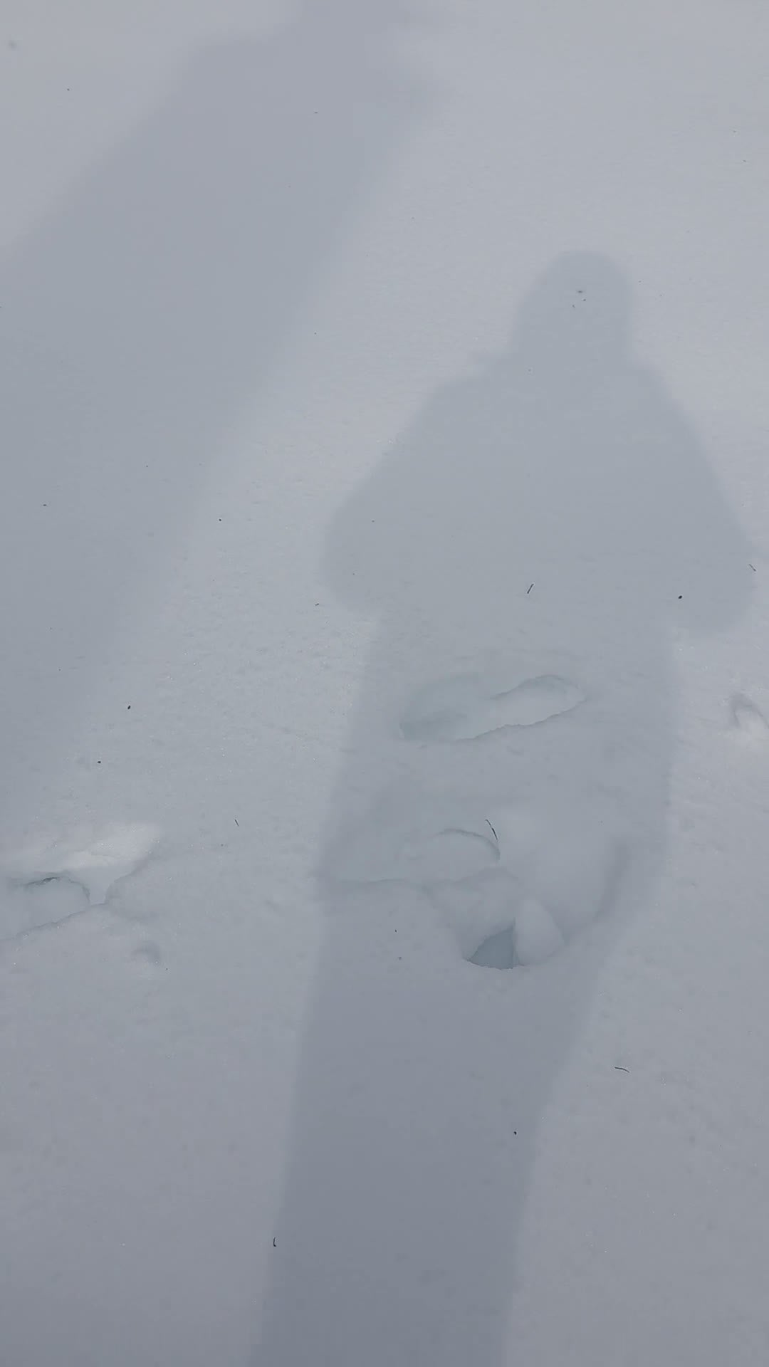 Akita dogs for stud: Rocky - Video 1