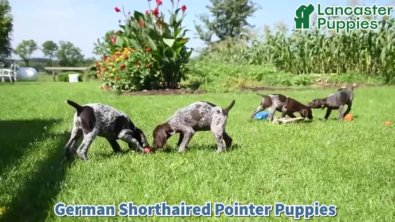 German Shorthaired Pointer dogs for sale: Moonlight - Video 1