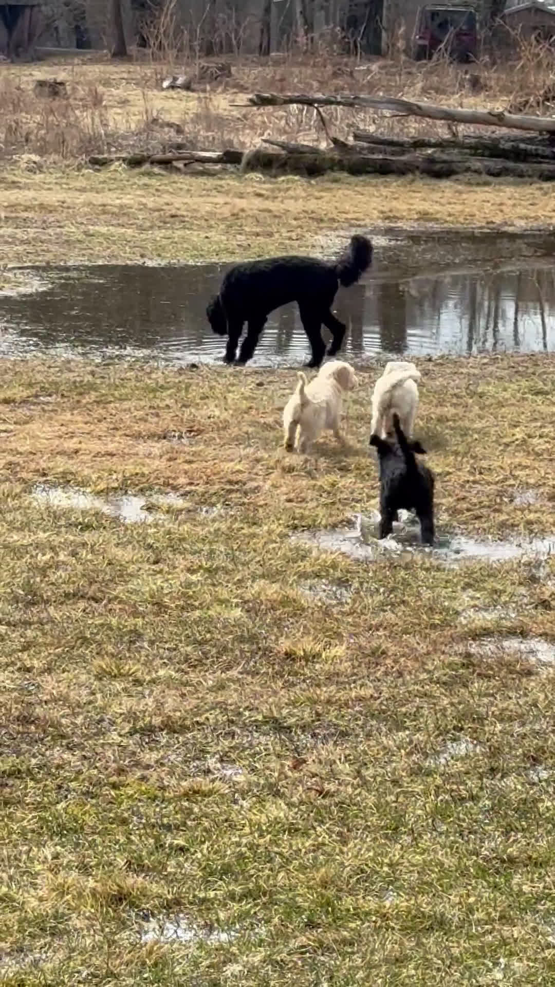 Goldendoodle dogs for sale: 🐾 Abby – Gentle, Loving & Full of Heart 🐾 - Video 2