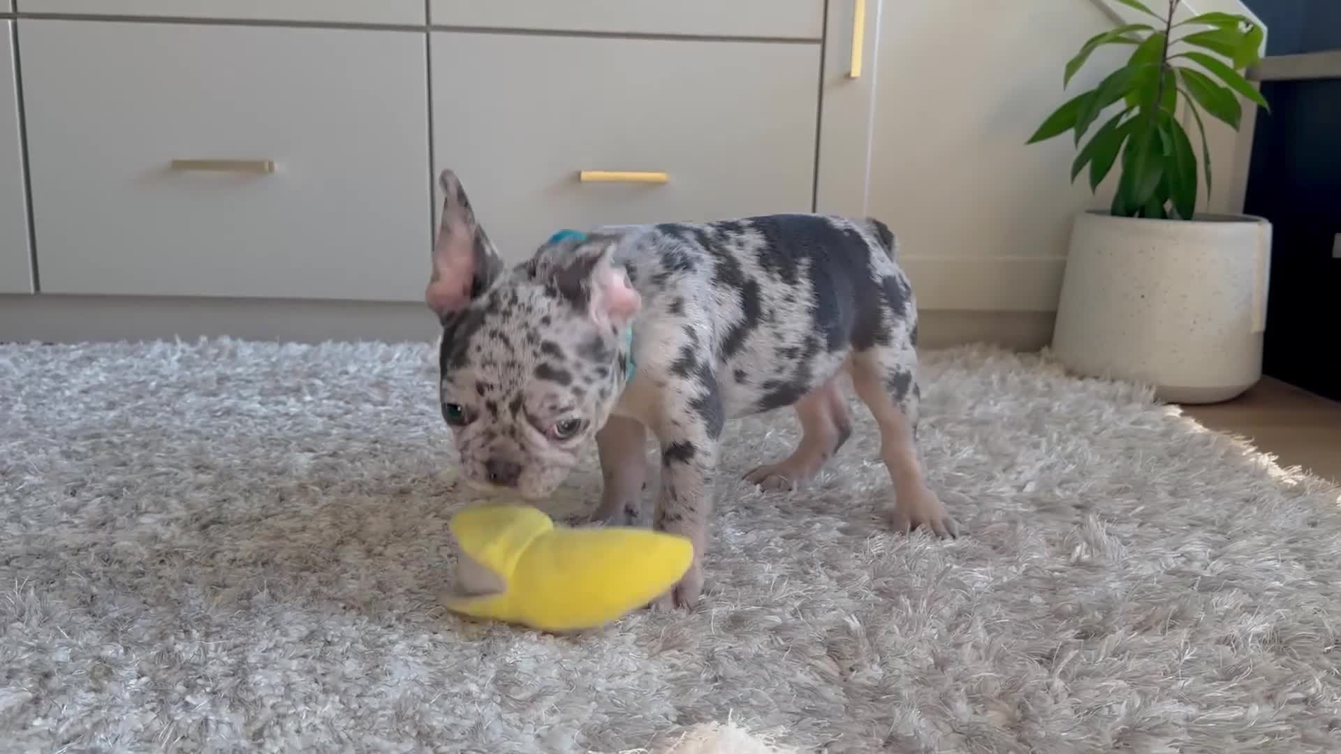 French Bulldog dogs for sale: Rolex - Video 1