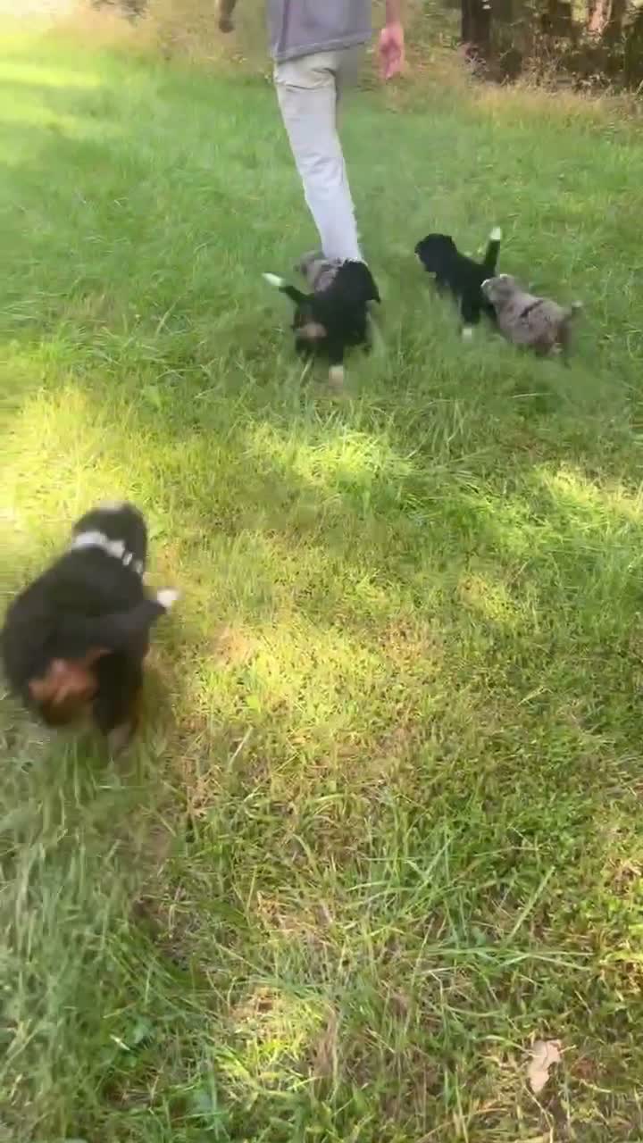 Mini Bernedoodle dogs for sale: Pumpkin - Video 2
