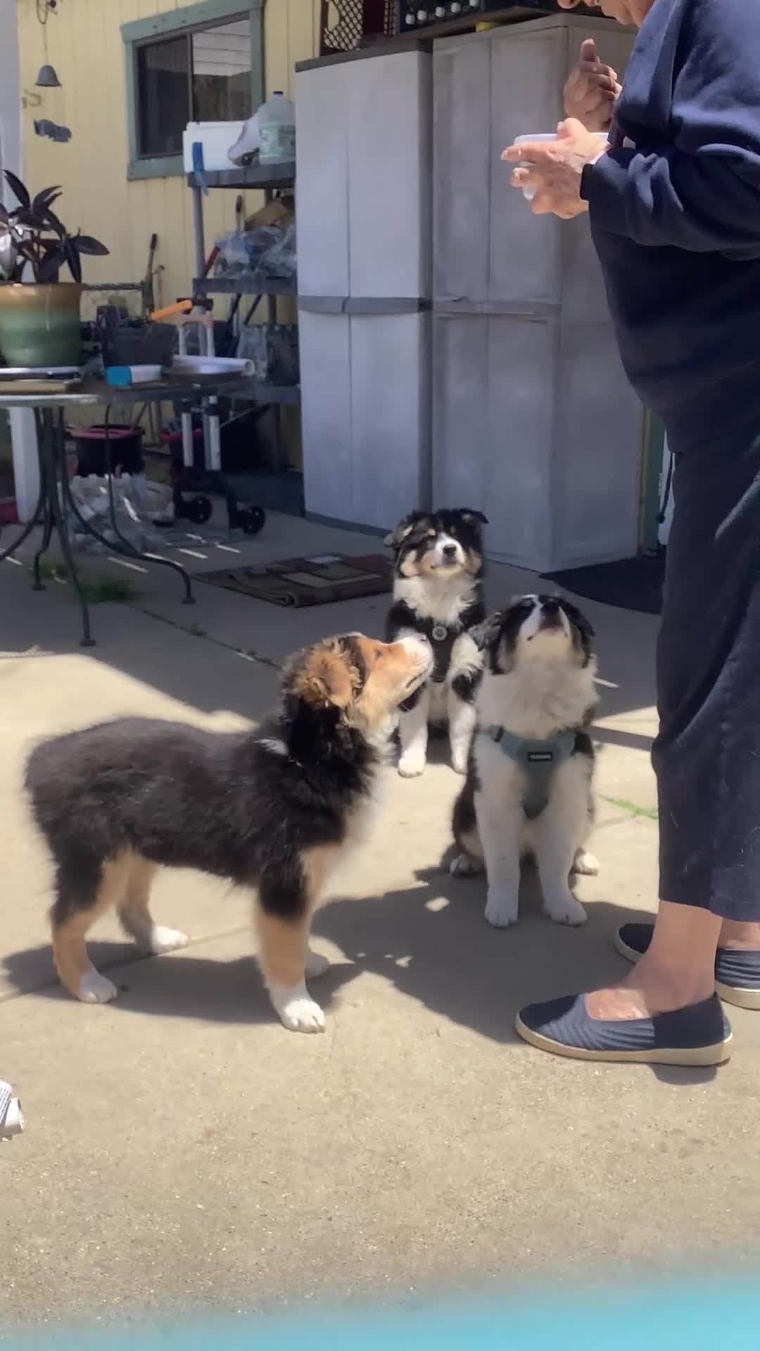 Australian Shepherd dogs for sale: Australian Shepherd Puppy 1 - Video 1
