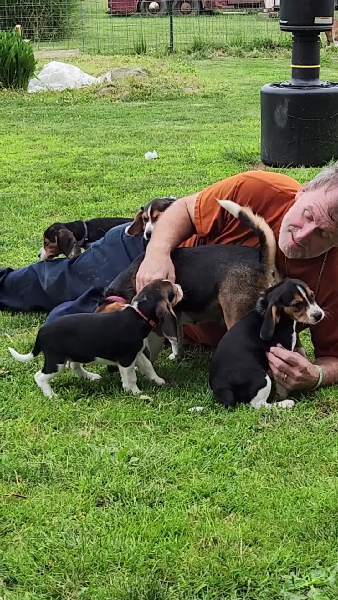 Beagle dogs for sale: Pinkie - Video 1
