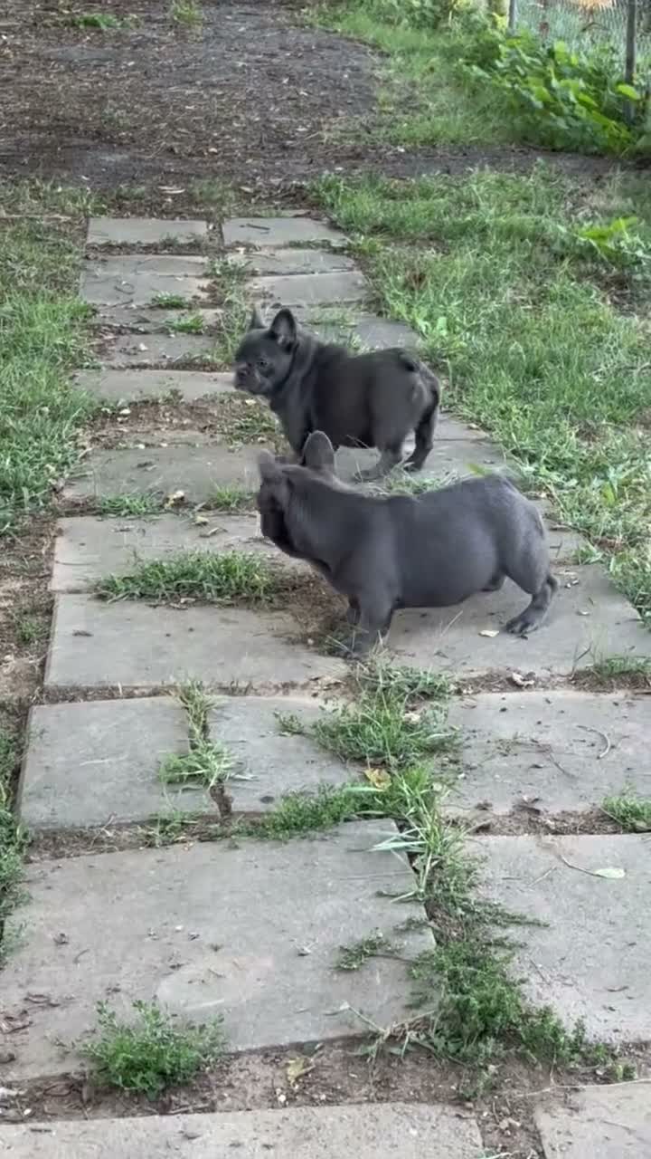 French Bulldog dogs for sale: French Bulldog 2 - Video 1