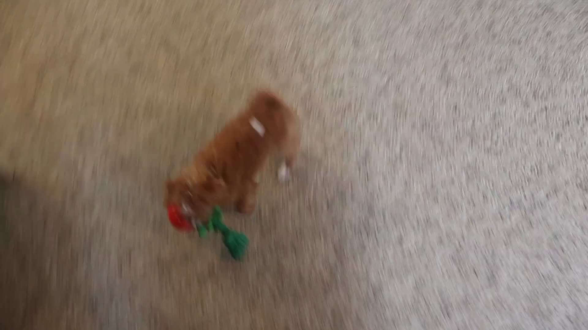 Cavapoo dogs for sale: Caramel - Video 3
