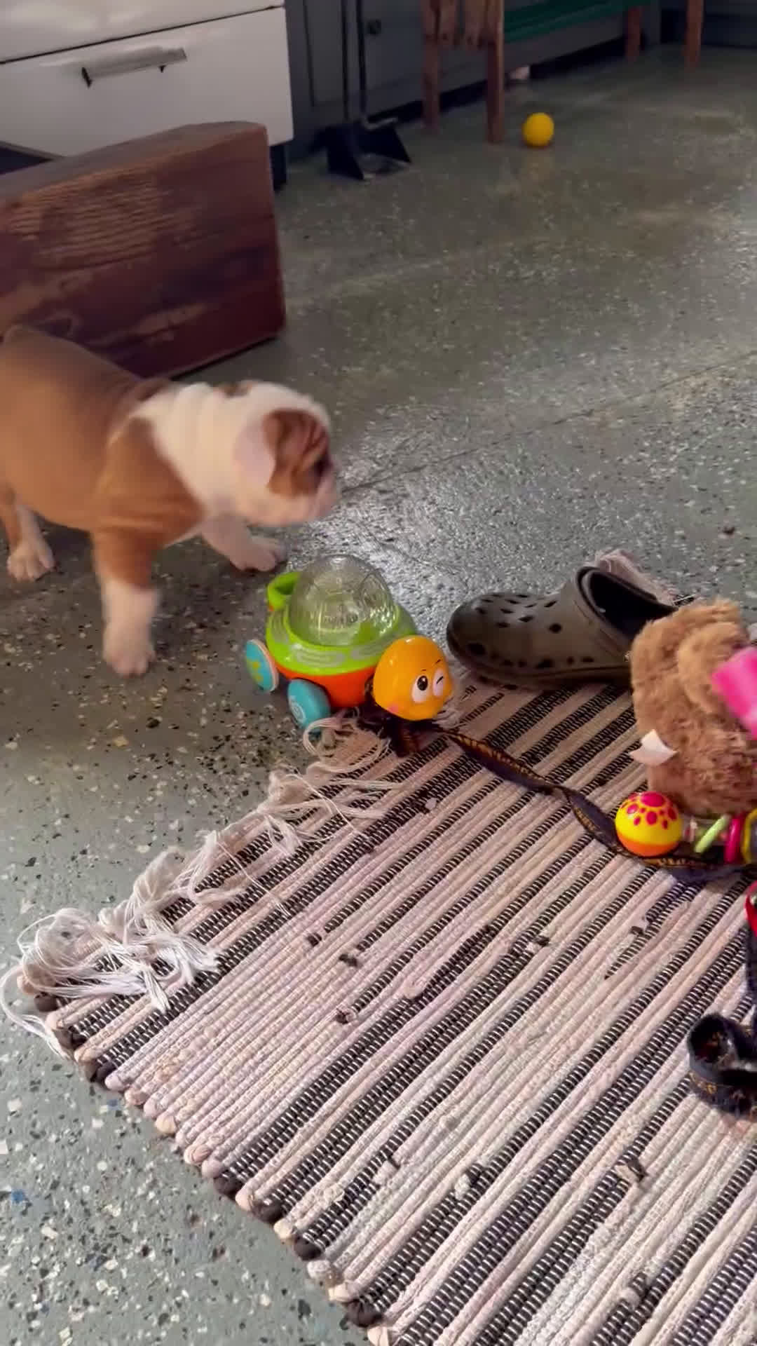 English Bulldog dogs for sale: Pork Chop - Video 1