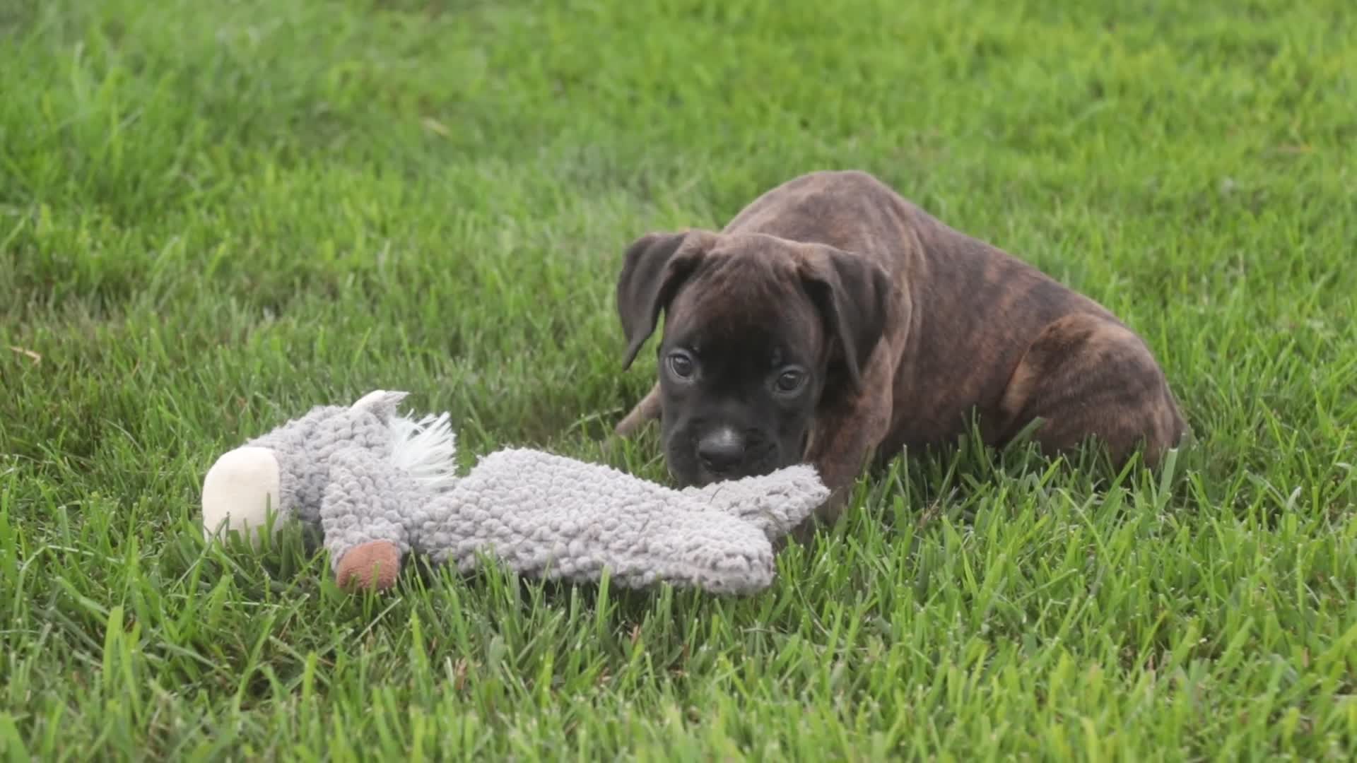 Boxer dogs for sale: Brody - Video 2