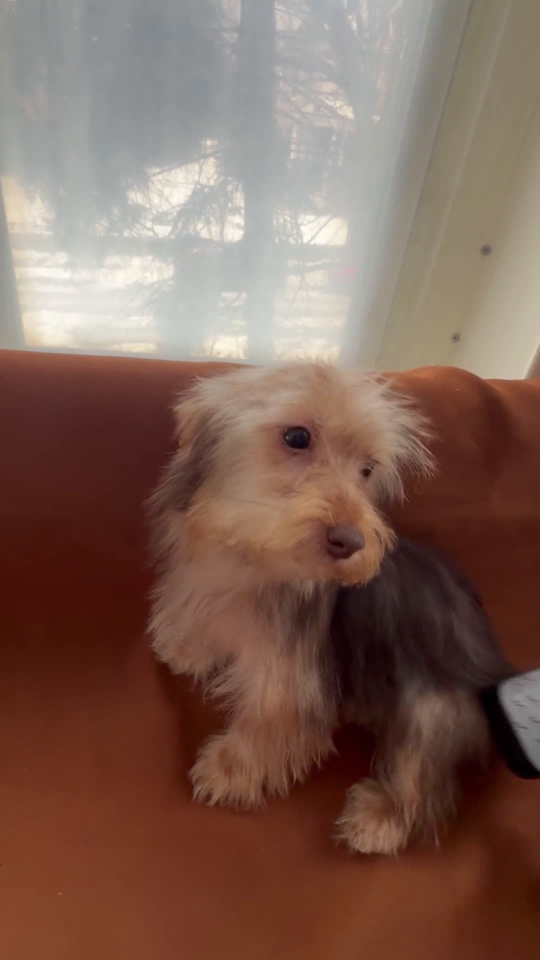 Morkie dogs for sale: Gucci  - Video 2