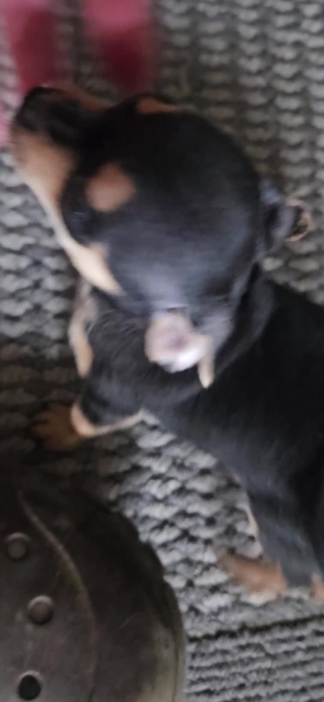 Chihuahua dogs for sale: Barry - Video 1