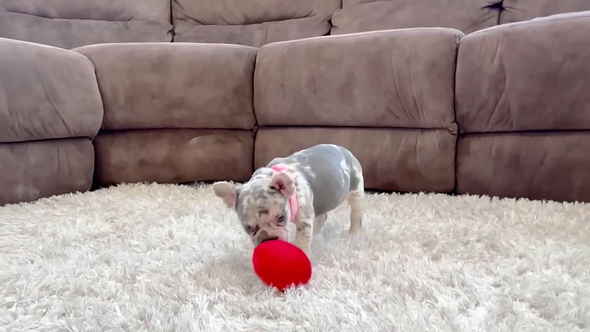 French Bulldog dogs for sale: Petal video ad - Video 1