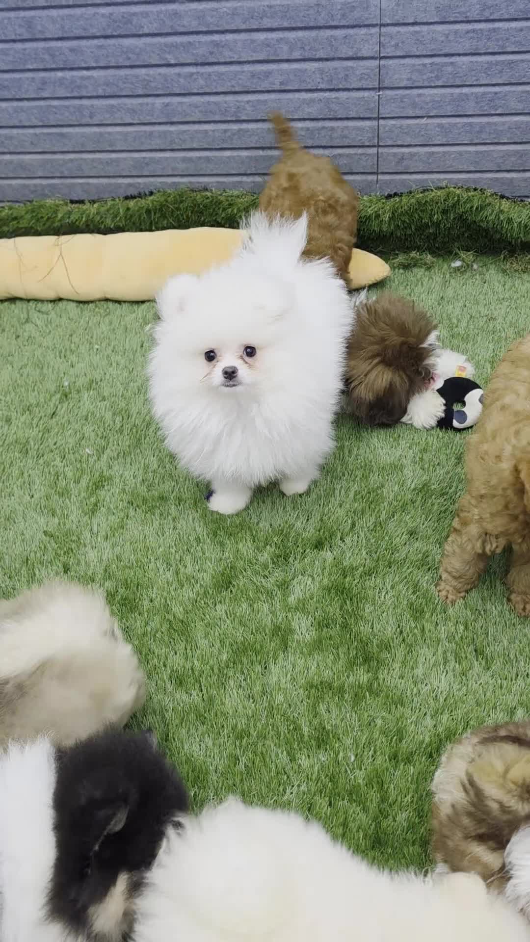 Pomeranian dogs for sale: Pomeranian Lucio - Video 2