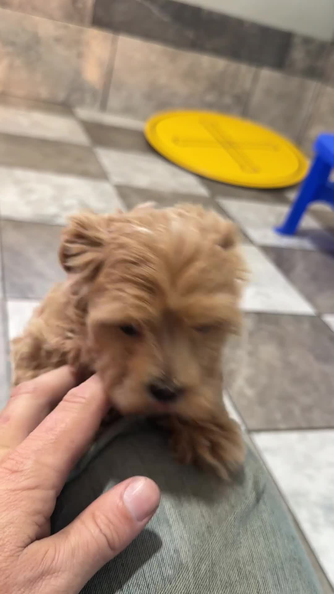 Maltipoo dogs for sale: Penny - Video 1