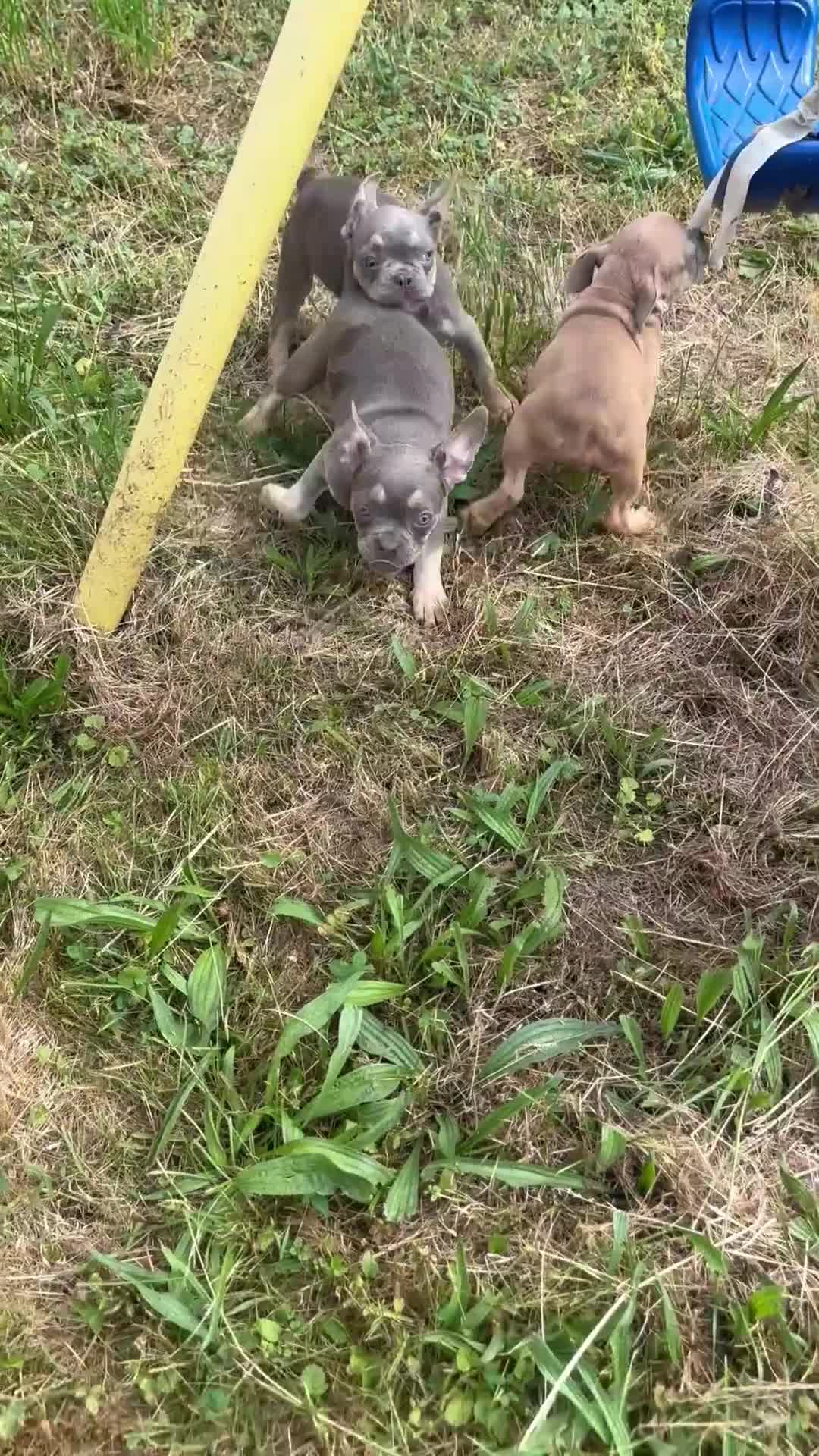 French Bulldog dogs for sale: Lila - Video 1