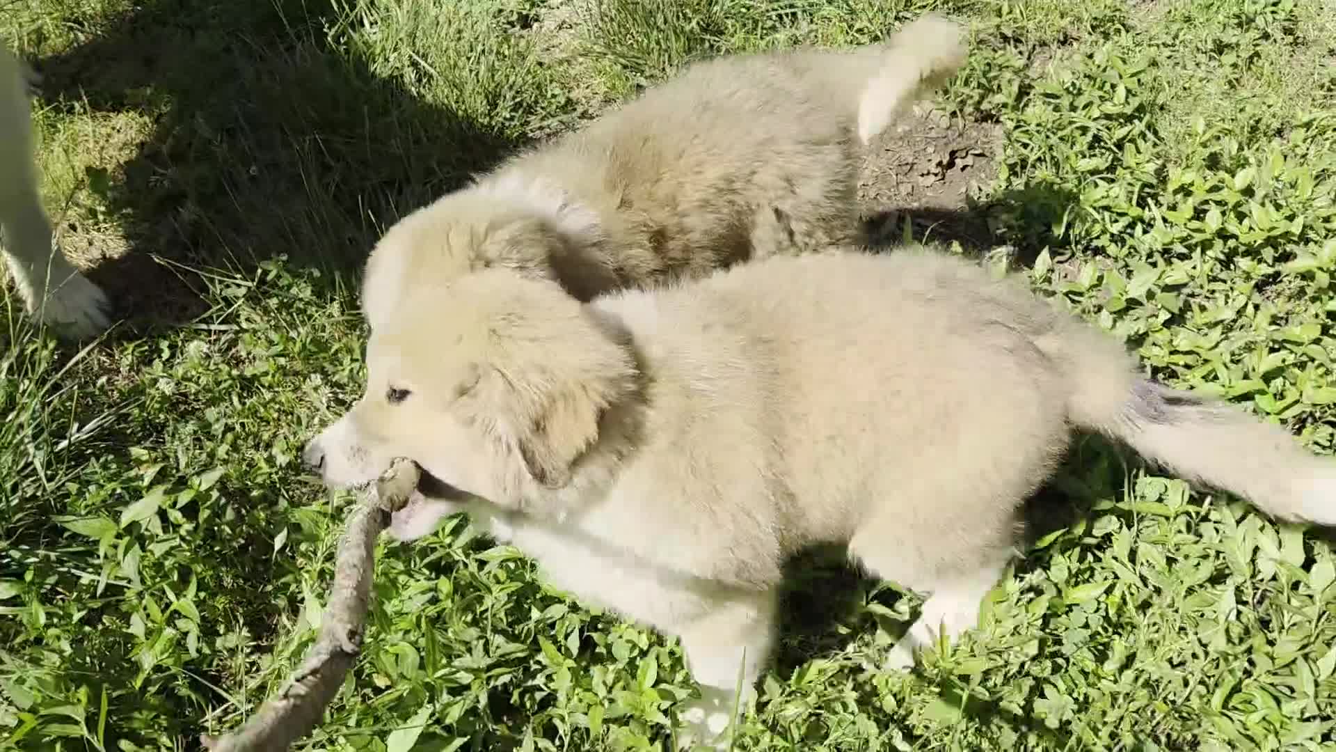 Great Pyrenees dogs for sale: Great Pyrenees Puppy 1 - Video 2
