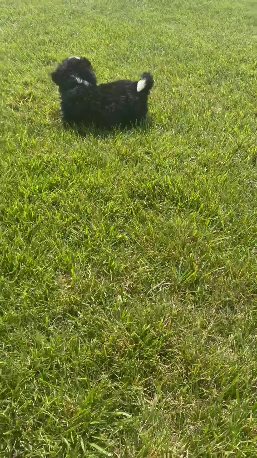 Mini Bernedoodle dogs for sale: Skye - Video 1