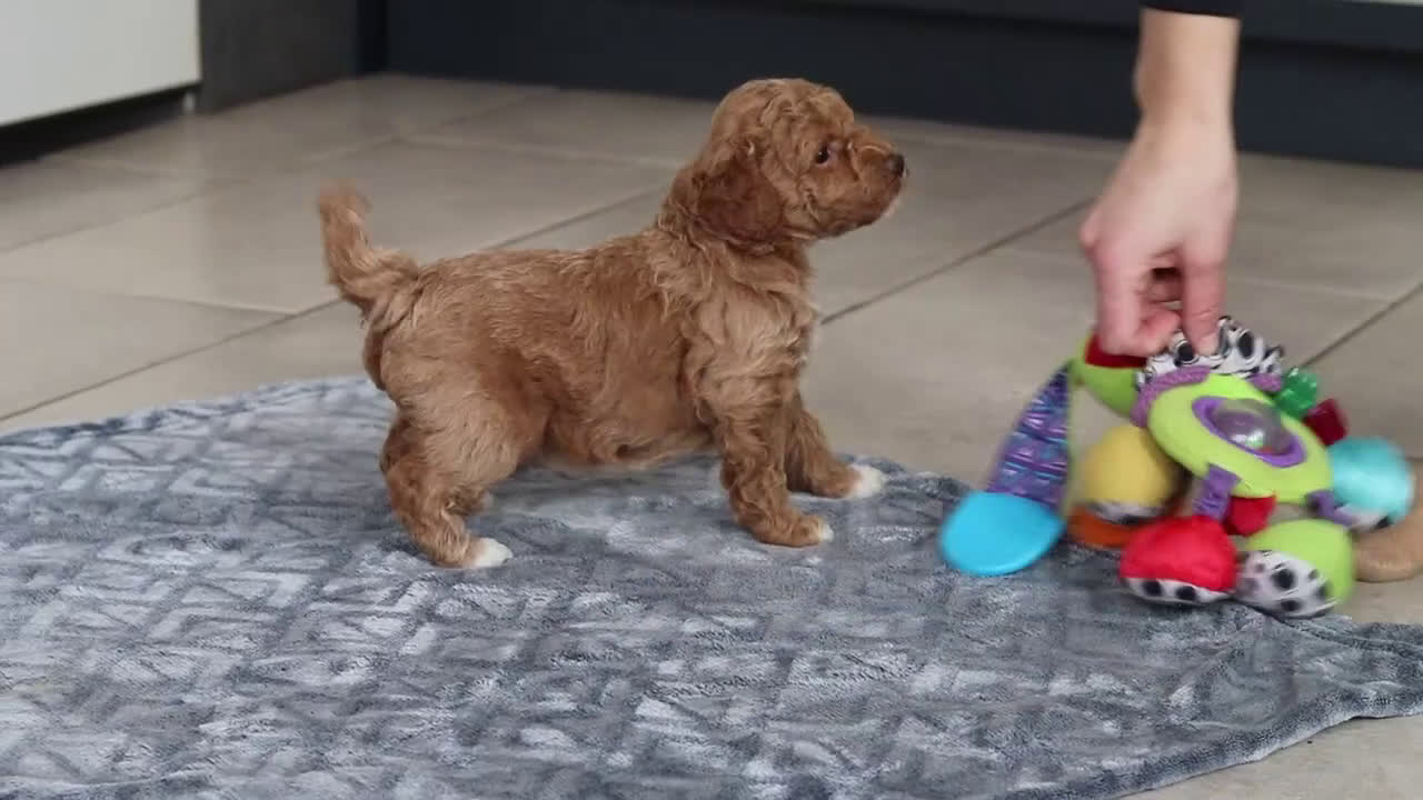Mini Goldendoodle dogs for sale: Mia - Video 1
