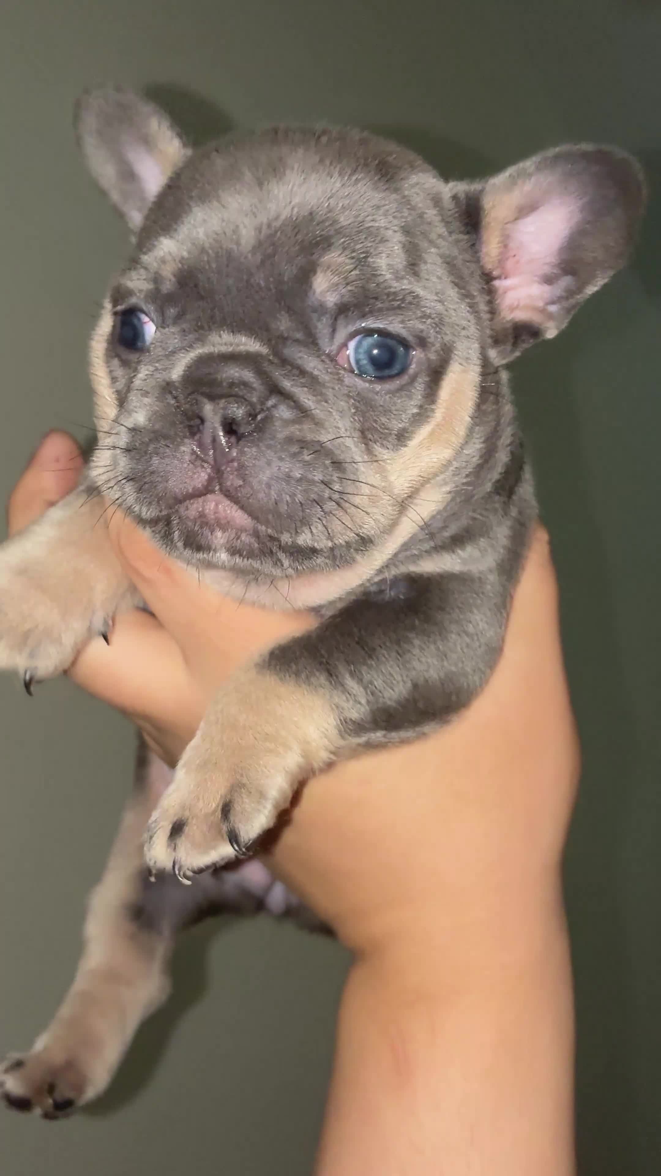French Bulldog dogs for sale: French Bulldog 3 - Video 1