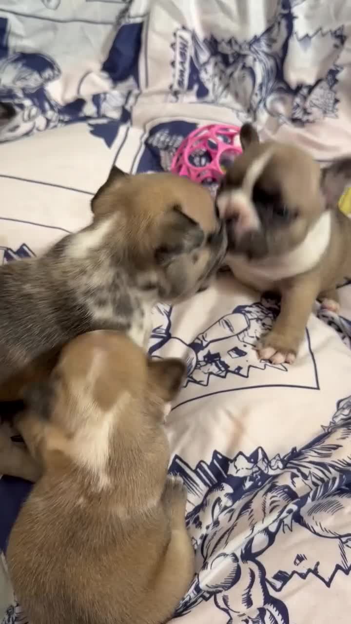 French Bulldog dogs for sale: French Bulldog 2 sweetie  - Video 1