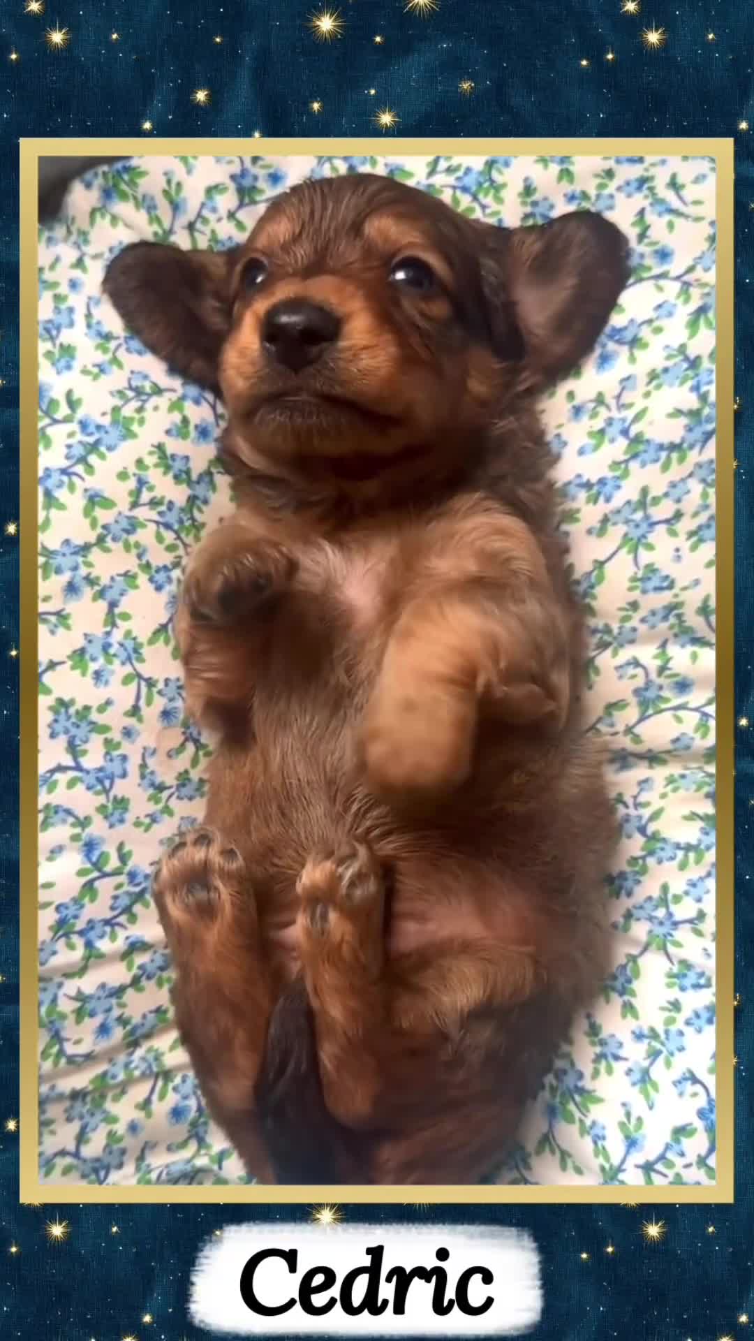 Miniature Dachshund dogs for sale: Cedric - Video 2