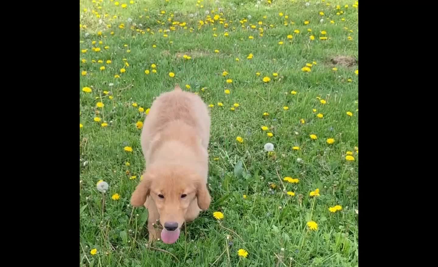 Golden Retriever dogs for sale: Bethany - Video 1