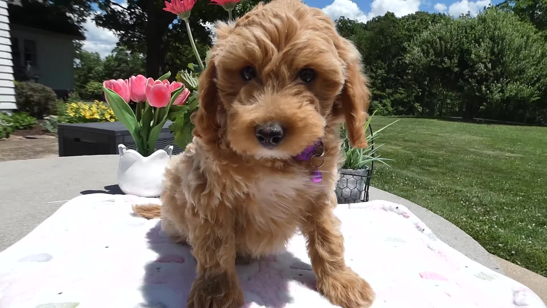 Mini Aussiedoodle dogs for sale: Mini Aussiedoodle 1 - Video 1