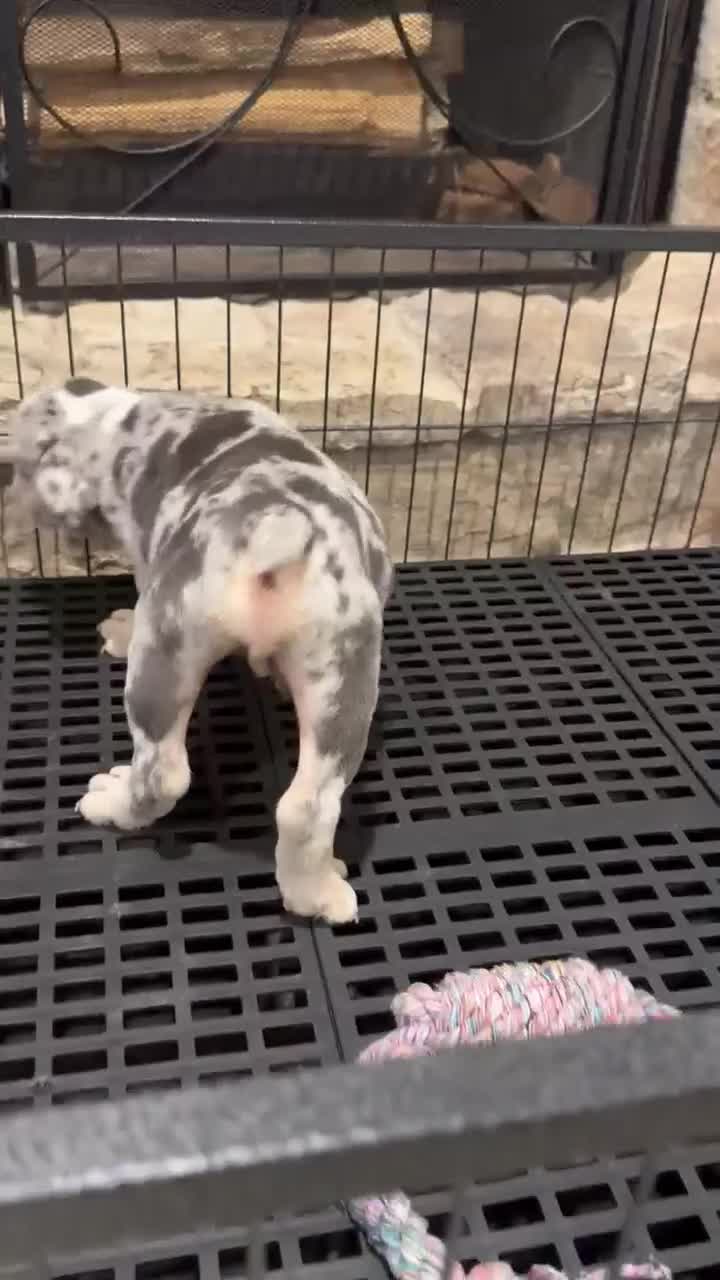 English Bulldog dogs for sale: English Bulldog 1 - Video 2