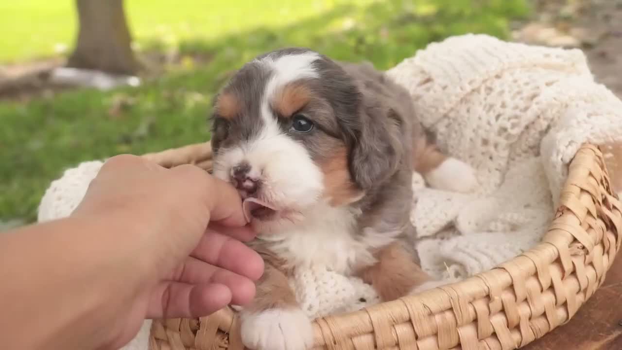 Bernedoodle dogs for sale: Everest Miniature Bernedoodle  - Video 3