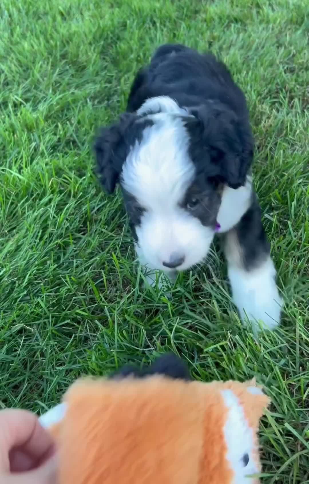 Mini Aussiedoodle dogs for sale: Kenny 💎 - Video 1