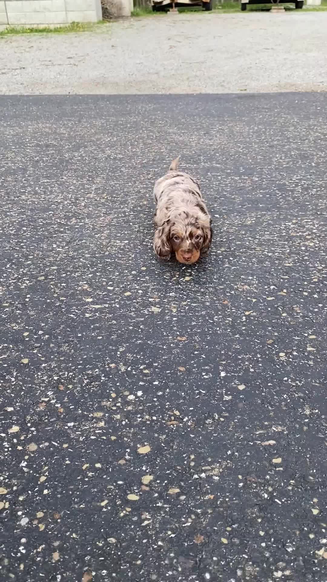 Miniature Dachshund dogs for sale: Jet - Video 1