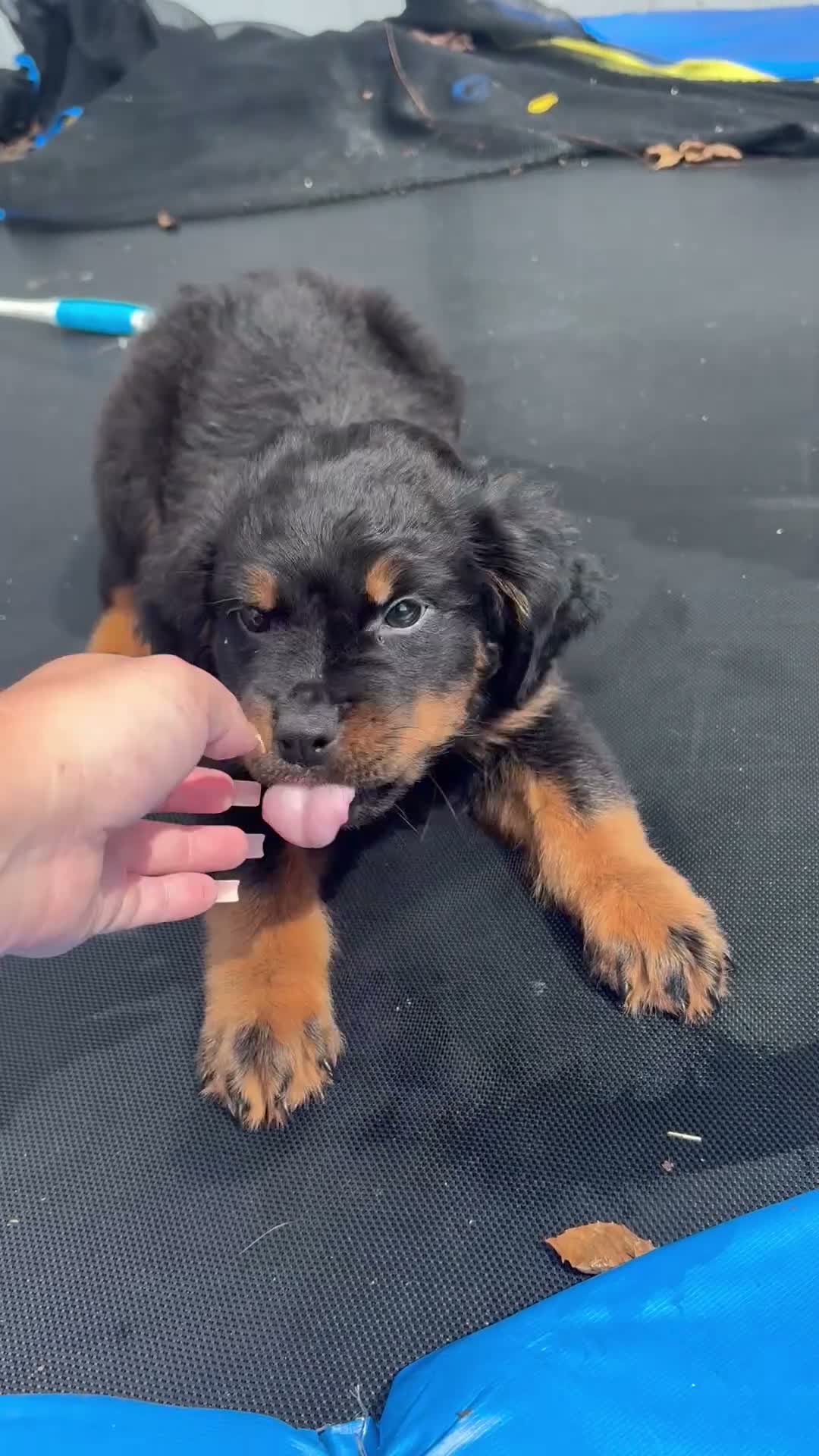 Rottweiler dogs for sale: Rottweiler 1 - Video 1