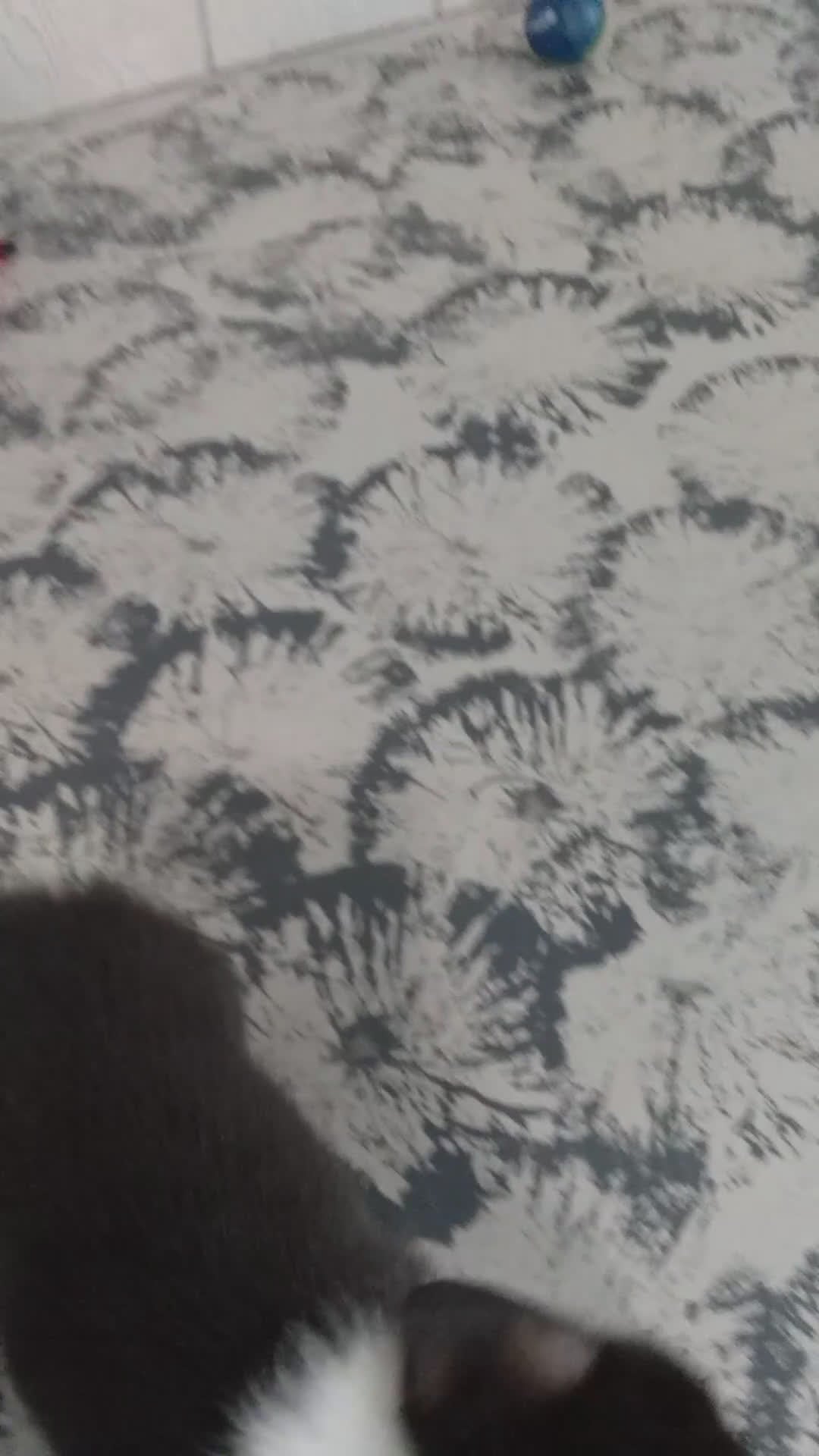 Welsh Corgi Pembroke dogs for sale: Bella   - Video 1