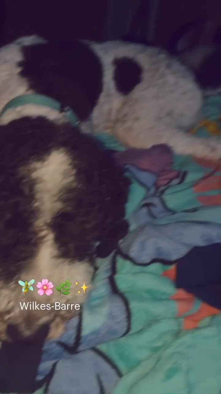 Bernedoodle dogs for sale: Lilo  - Video 2