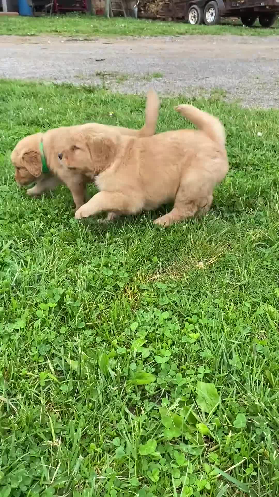Golden Retriever dogs for sale: Golden Retriever Macho - Video 3