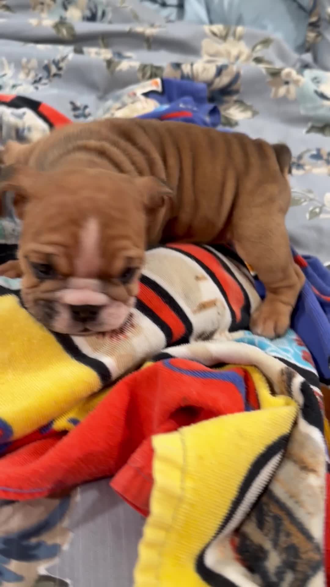 English Bulldog dogs for sale: English Bulldog 3 - Video 1