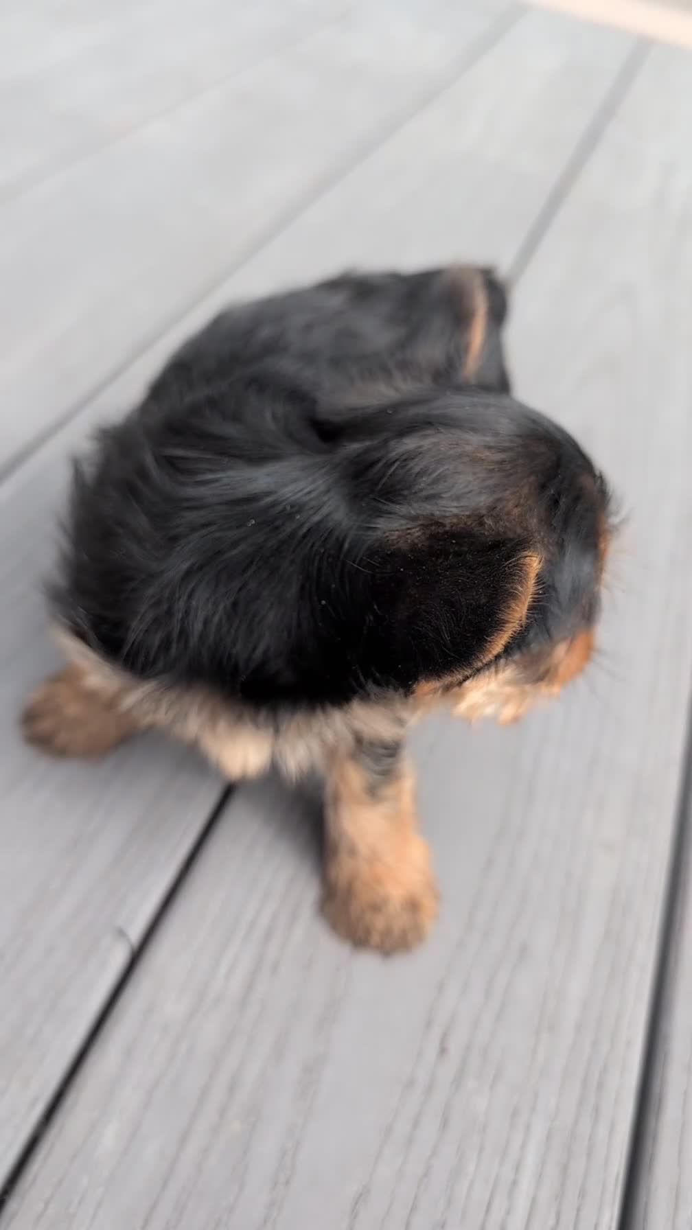 Yorkshire Terrier dogs for sale: Gemma - Video 1
