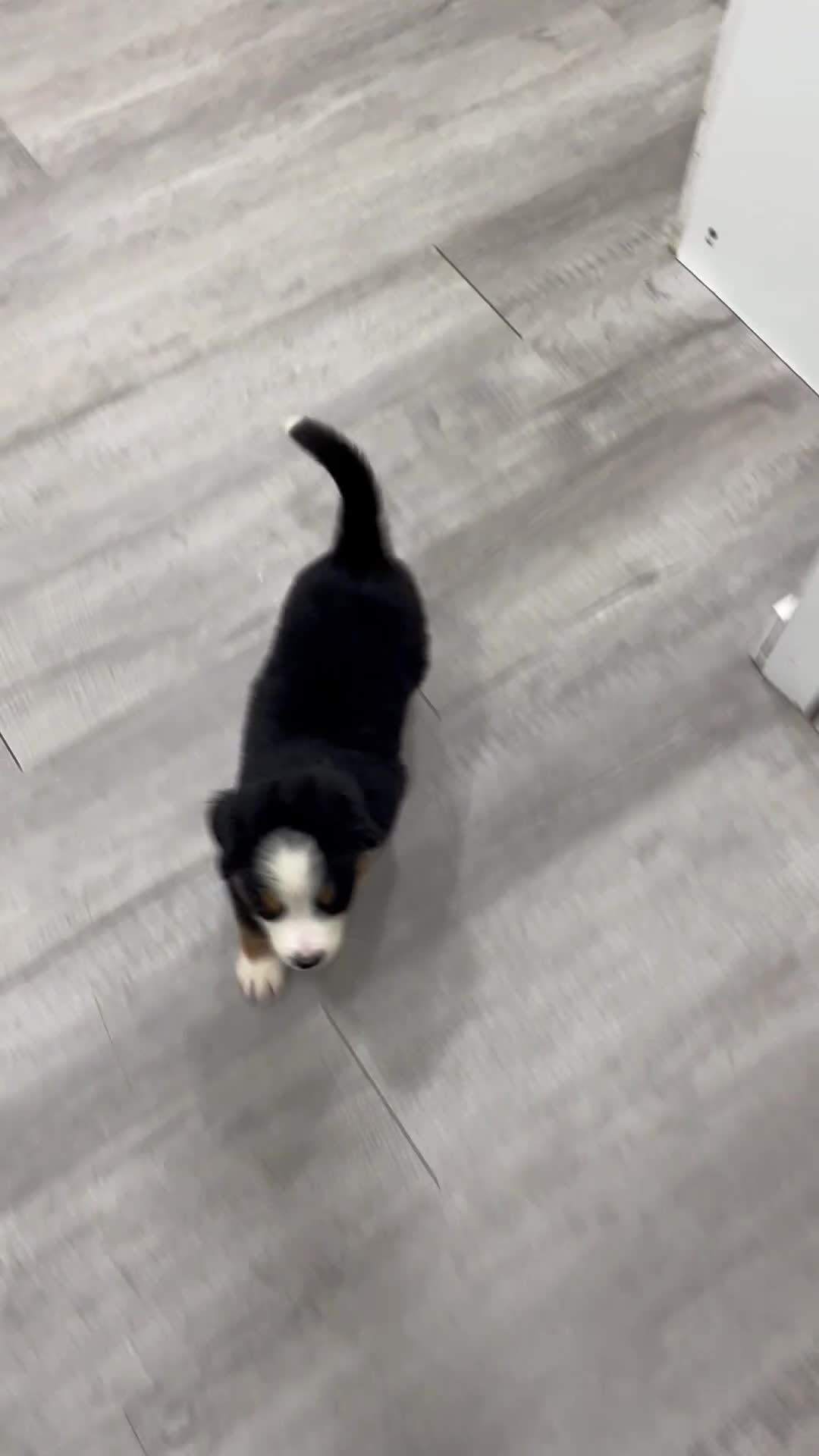 Bernese Mountain Dog dogs for sale: Johnny - Video 1